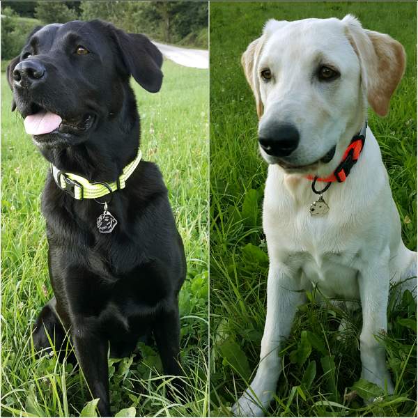 labrador retriever ora and ars.jpg